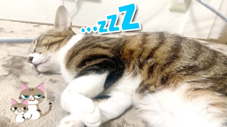 【癒し動画】ただキジトラ猫のララさんが隣に居て一緒にお昼寝してる気分になれるだけの動画　#猫#cat#キジトラ