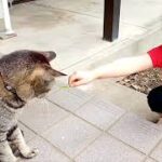 cute and sweet cats(Kawaii neko=可愛い 猫)