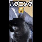 ハプニング。アラフォー、猫のちょろに怒られる#shorts