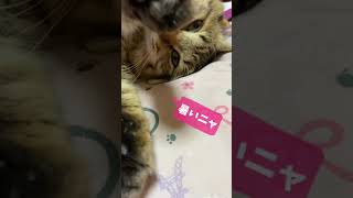 【癒やしの猫】凄い寝相の猫#shorts