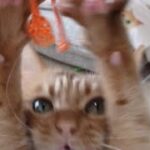 ヒモに狂わされる猫の大ちゃんが可愛い【#shorts】Dai-chan, a cat who is crazy by strings, is cute