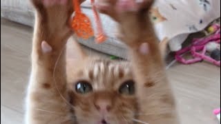 ヒモに狂わされる猫の大ちゃんが可愛い【#shorts】Dai-chan, a cat who is crazy by strings, is cute