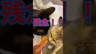 【おもしろ猫】おやつに群がるかわいい猫たち【#shorts】(cute  cat)