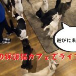 閉店後の保護猫カフェでライブ配信（森のねこ舎）店長さんと看板猫も登場しますよ。ハプニングの予感もあります