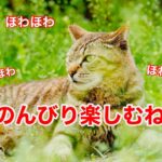 【癒し猫】風がそよそよ草がふわふわ。気持ちよくて眠くなるねこ【眠くなる可能性あり閲覧注意】