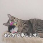 【猫紹介】初投稿！吾輩は猫！　　　　　　癒しのあんチャンネル！