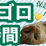 【保護猫】茶トラ猫たろう ゴロゴロデレデレ癒しの時間