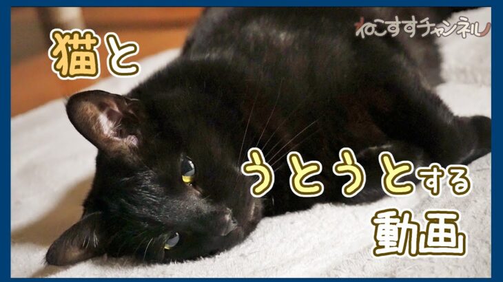【猫とおやすみ】夜のネコは可愛すぎる【癒し】