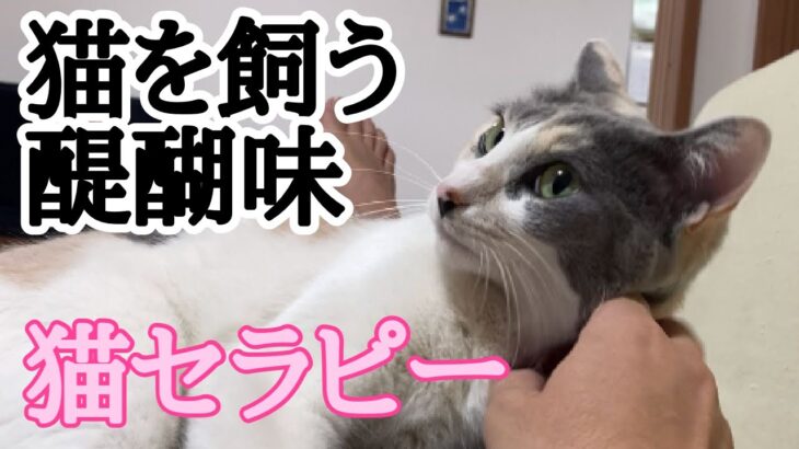 猫を飼う醍醐味！猫セラピー猫癒し