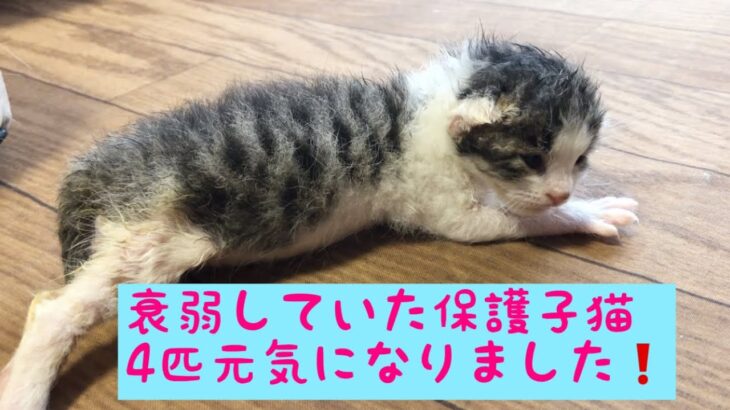 【衰弱していた保護子猫たち】只今急成長中…