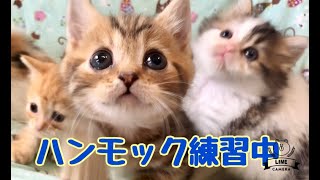 【チェリー・リンスベビー：ハンモック練習中】子猫：チェリー・リンスベビー、ハンモックを経験中。少しずつ上手に遊べるようになっていきます。  🐈マンチカンのかわいい猫：まんちの子猫ちゃんねる🐈