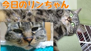 【猫の癒しを求めて】何だか眠いんよ🙀＃猫の動画