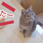 猫が宅配便の箱の中に入ってたら、箱が落ちてしまったハプニング