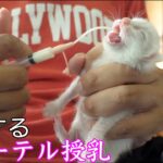 【子猫】ミルクのカルーテル授乳をしたら鳴き声が凄かった