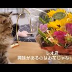 【チンチラゴールデン猫×花】生後５ヶ月…我が家の癒し系猫 アレンジの花ではなく○○○だけに興味あった‼️