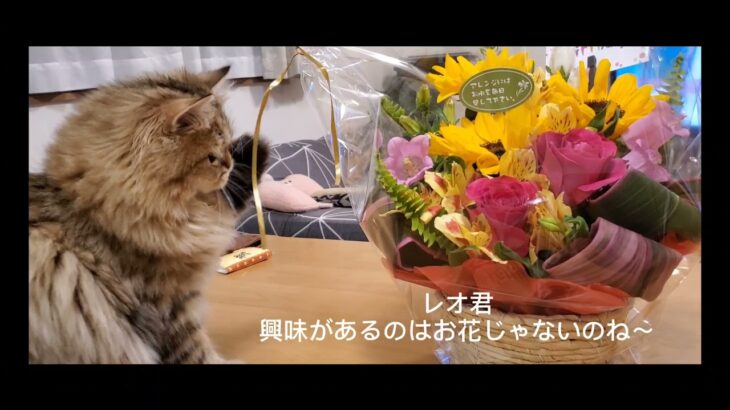 【チンチラゴールデン猫×花】生後５ヶ月…我が家の癒し系猫 アレンジの花ではなく○○○だけに興味あった‼️