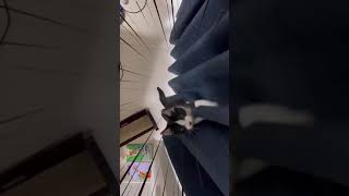 カーテンを登る子猫[おもしろ猫]