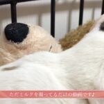 ミルクを撮ってるだけの動画。＃猫＃アニマル＃癒し＃ネコ