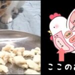 子猫に初めてささみをあげたらめちゃくちゃ喜びました。