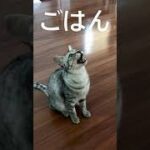 【猫動画】ごはん？に返事する猫たちがかわいい。