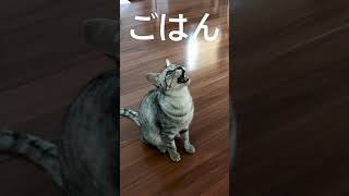 【猫動画】ごはん？に返事する猫たちがかわいい。