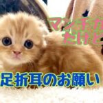 【可愛い猫　マンチカン】子猫：クルクルベビー、短足折耳からのお願いです🍀。  🐈マンチカンのかわいい猫：まんちの子猫ちゃんねる🐈