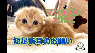【可愛い猫　マンチカン】子猫：クルクルベビー、短足折耳からのお願いです🍀。  🐈マンチカンのかわいい猫：まんちの子猫ちゃんねる🐈