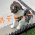 【癒し】子猫をお外に連れ出してみた！