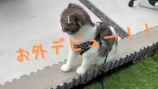 【癒し】子猫をお外に連れ出してみた！