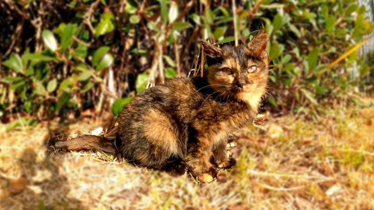 草むらから現れた子猫をナデナデしてきた