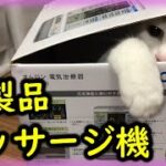 子猫が大きくなりました。※マッサージ機ではありません。