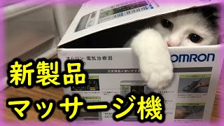 子猫が大きくなりました。※マッサージ機ではありません。