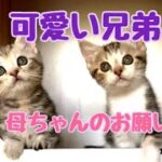 【可愛い猫　マンチカン・アメリカンショートヘア】子猫：ブルーベリーベビー、ママと幸せにいろんな経験中＆母ちゃんのお願い🍀。  🐈まんちの子猫ちゃんねる🐈