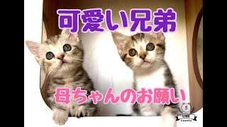 【可愛い猫　マンチカン・アメリカンショートヘア】子猫：ブルーベリーベビー、ママと幸せにいろんな経験中＆母ちゃんのお願い🍀。  🐈まんちの子猫ちゃんねる🐈