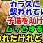 カラスに襲われていた子猫を助けたら、不思議なマダムにムッとすることを言われたけれど..【猫の不思議な話】【朗読】