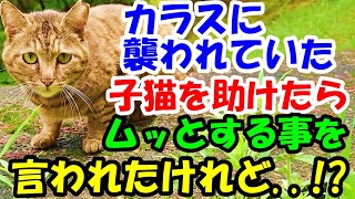 カラスに襲われていた子猫を助けたら、不思議なマダムにムッとすることを言われたけれど..【猫の不思議な話】【朗読】