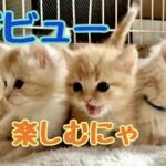 【猫　マンチカン 子猫】マンチカン：ライチベビー、ケージデビュー！。新しい経験スタートです🍀。  🐈まんちの子猫ちゃんねる🐈