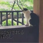 【のんびり】今日の猫ちゃん