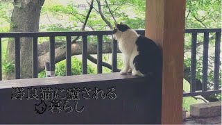 【のんびり】今日の猫ちゃん