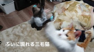 虎視眈々とおもちゃを狙っていた三毛猫