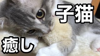 【癒し猫動画】いっぱい遊んでいっぱい寝るだけの動画