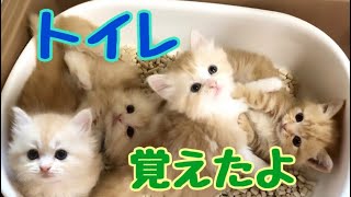 【猫　マンチカン　子猫】マンチカン：ライチベビー、トイレ覚えて、出してコール中。🐈まんちの子猫ちゃんねる🐈