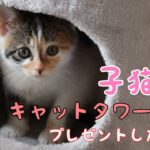 子猫の初めてのキャットタワー。