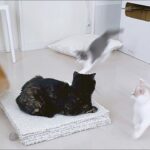 母猫に見守られて遊ぶ さばちゃんと子猫たちにビックリ！