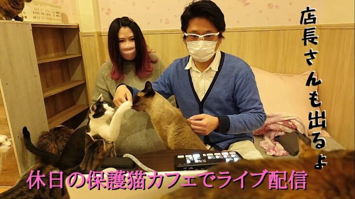 営業自粛中の保護猫カフェでライブ配信　店長さんと場今回はどんなハプニングがあるかなぁ　保護猫カフェ猫の恵庭