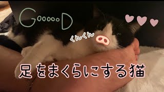 【寝顔が可愛い】#猫#おしゃべり猫#おもしろ猫　　父ちゃんの足で寝る小春の神経を疑う小麦。臭くないの⁉️