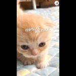 お出かけしたい子猫 vs 一生懸命に止めようとする子ネコ！ #Shorts