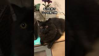 顔と目だけ動く置き物の様な子猫 ww #Shorts