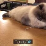 【猫の癒し動画】綿棒遊びに飽きた猫　#12