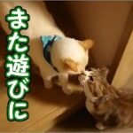 かわいい子猫が突然お家にやってきた－その時、先住猫達は・・・？！の、あの子猫は今？その後スペシャル16